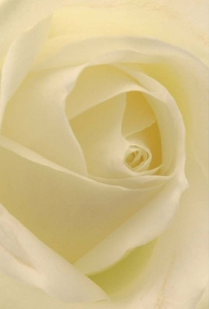 Seen from close within a tranquil Chelmsford florist's studio, this classic white rose becomes a symbol of quiet sophistication and layered beauty. Petals unfold smooth as porcelain, their creamy hues blended with the faintest blush of gold where daylight from the High Street filters through. The soft undulation of each petal, both matte and luminous, invites a tactile reverence-like running a finger along silk ribbon. Shadows gather in the heart of the rose, pulling attention into its spiraled core, a place of near-perfect geometry that speaks to both the steadfastness and gentleness of pure affection. This rose, so elegantly arranged, would find its rightful place as a sincere gesture: an anniversary bouquet lighting up a dinner at a Duke Street restaurant, a centrepiece welcoming guests at a wedding, or a heartfelt apology presented on a quiet walk along Admirals Park. The suggestion of fragrance-serene, fresh, and understated-mirrors Chelmsford's own character, bringing a sense of renewal to any space. Flowers Chelmsford's expertise shines in the natural rhythm and careful craftsmanship evident in every fold, elevating this bloom into an emblem of meaningful expression for any heartfelt occasion.